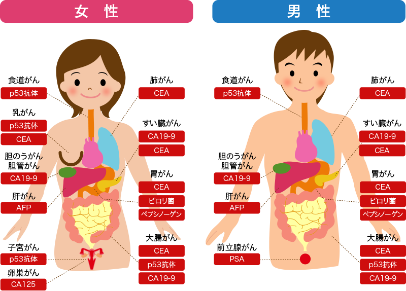 腫瘍マーカーの種類とがんの診断・治療・経過観察における役割について あきらめない！がんが自然に治る生き方