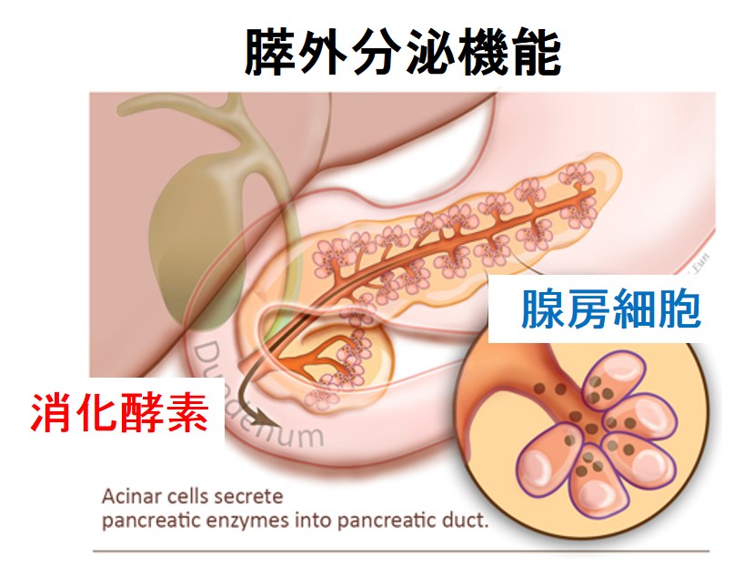 膵臓機能不全は致命的ですか?